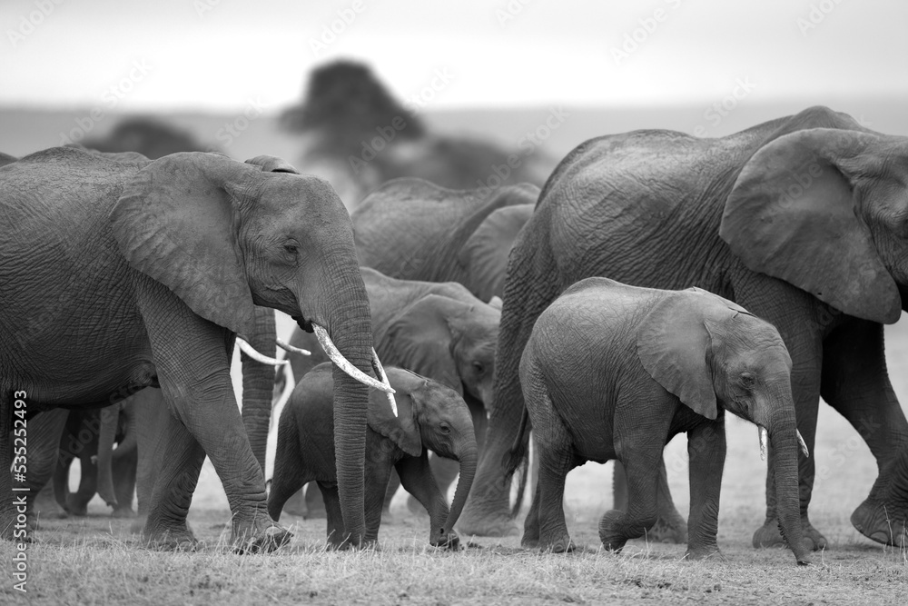 A herd of elephants with juvenile heavlity guarded moving in Ambosli national park, Kenya