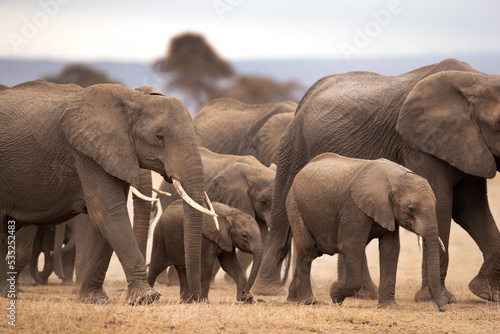 A herd of elephants with juvenile moving in Ambosli national park, Kenya
