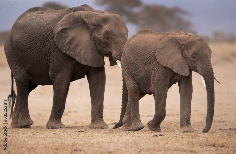 A subadult and a adult elephant at Ambosli national park, Kenya
