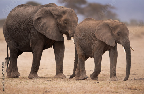 A subadult and a adult elephant at Ambosli national park  Kenya