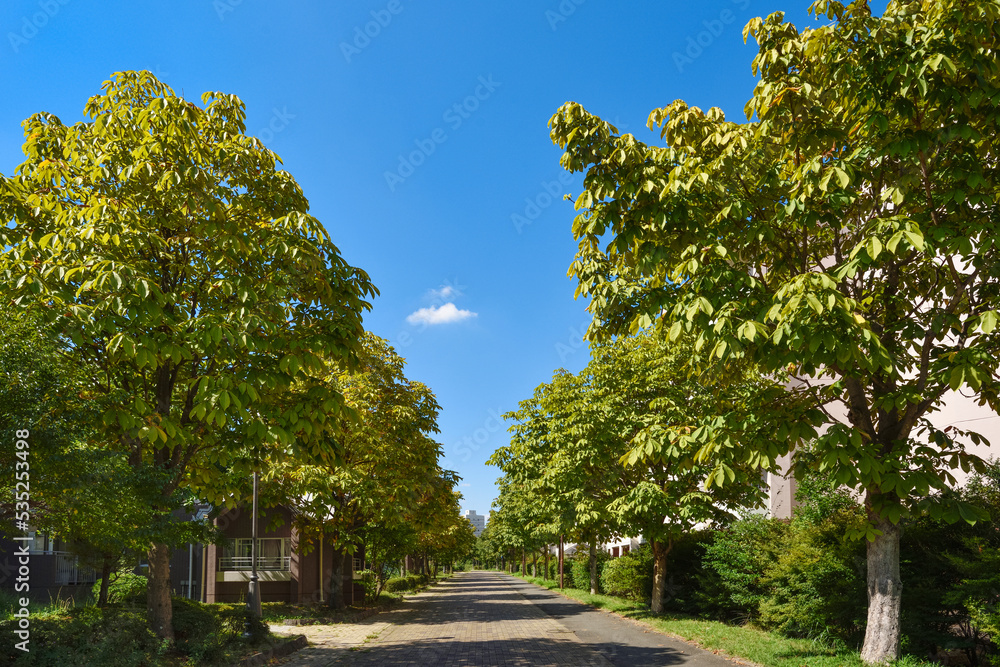 住宅地の並木道 住宅地の並木道