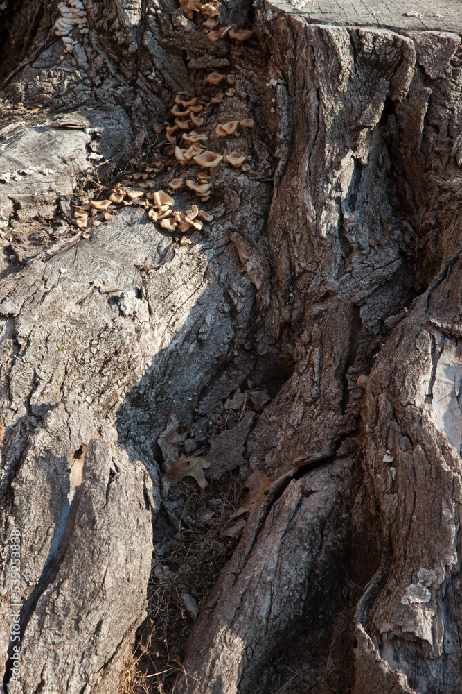 Abstraction in rough tree bark