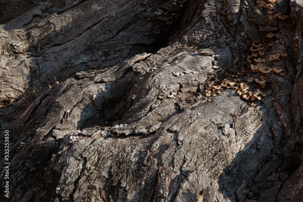 Abstraction in rough tree bark Abstraction in rough tree bark