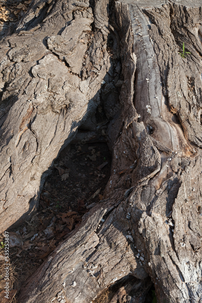 Abstraction in rough tree bark Abstraction in rough tree bark