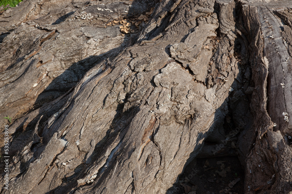 Abstraction in rough tree bark Abstraction in rough tree bark