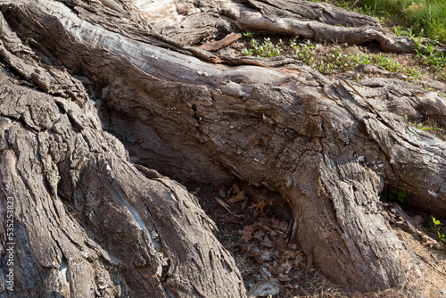 Abstraction in rough tree bark