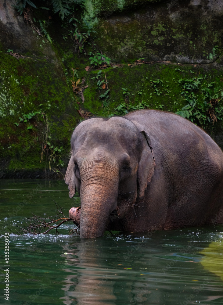 An elephant is playing in the water