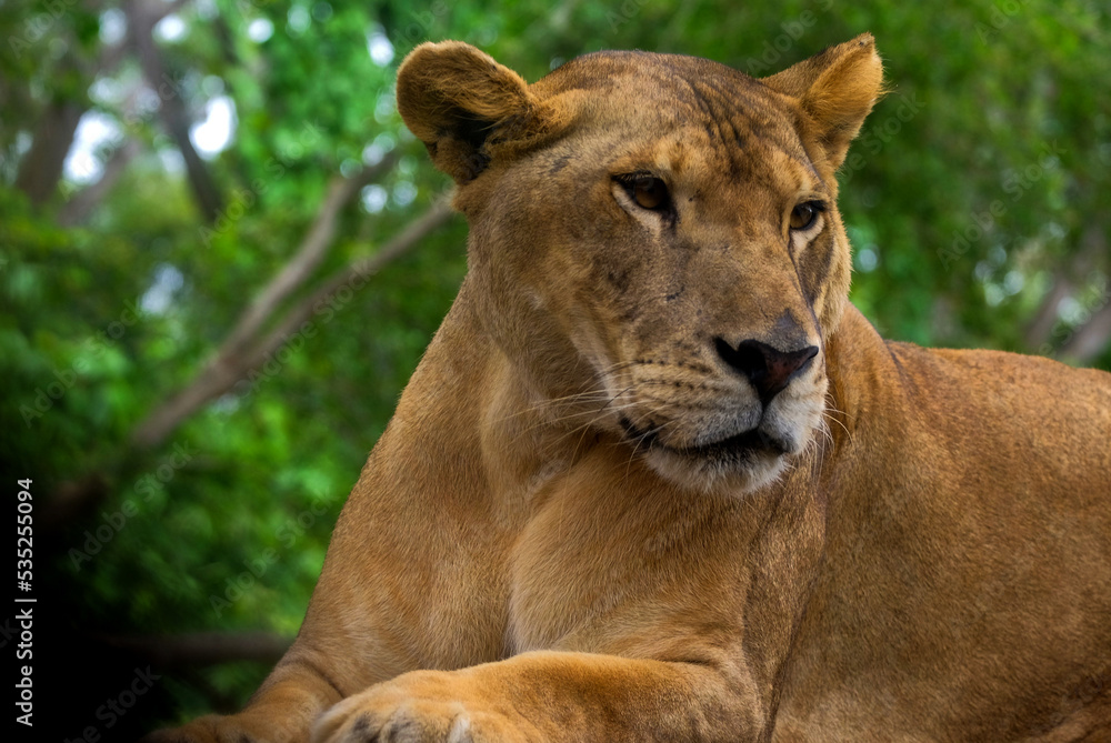 Portrait of a lioness resting Portrait of a lioness resting