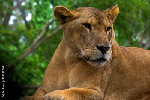 Fototapeta Naklejka Na Ścianę i Meble -  Portrait of a lioness resting