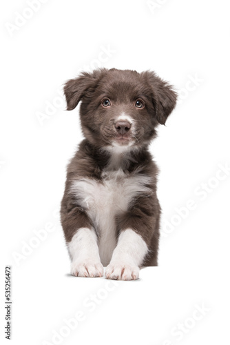 Fototapeta Naklejka Na Ścianę i Meble -  A cute happy brown puppy stands on its front paws and looks into the camera. The background is isolated Breed border collie.