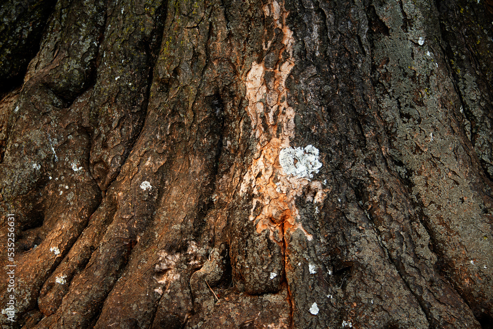 Lichens growing on old tree back Lichens growing on old tree back