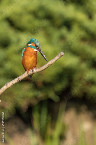 Close up image of male common Kingfisher perching on a tree branch. 