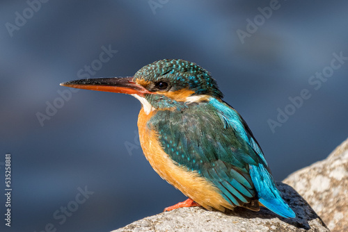 Close up image of female common Kingfisher perching on a rock. © hit1912