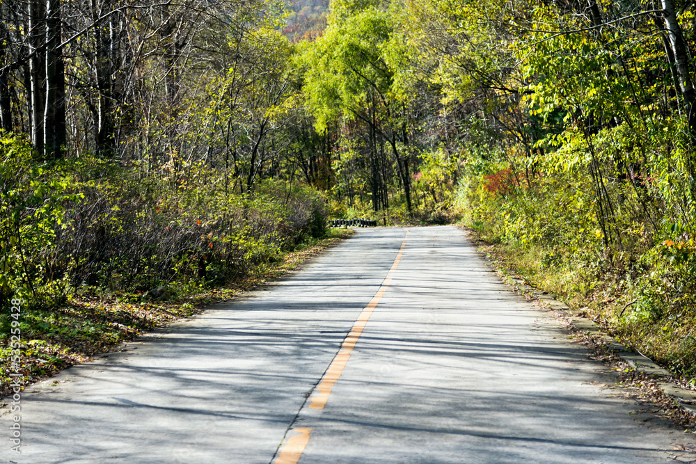 Fototapeta premium Curved road with trees and grass on roadside