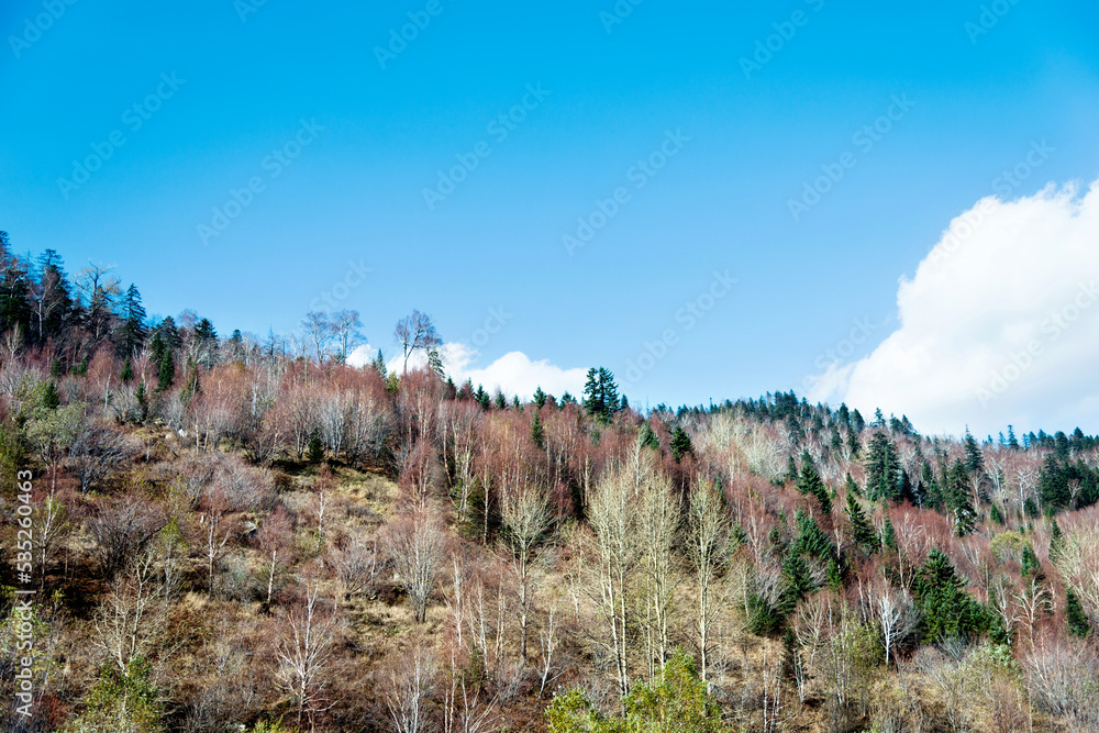 Autumn pine tree and other bare trees on mountain