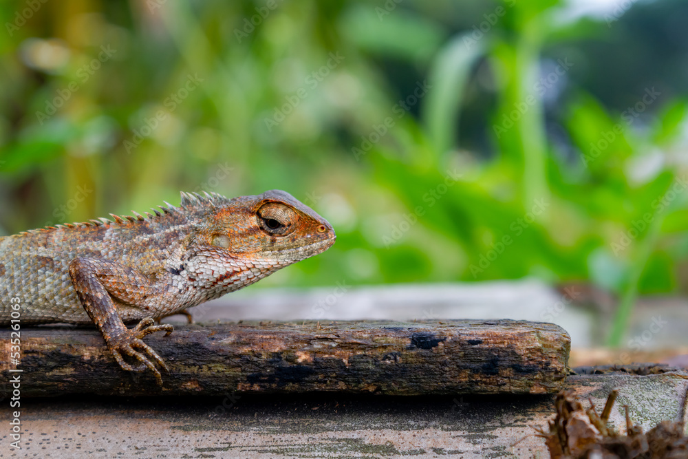 Fototapeta premium Close-up photo of the brown garden lizard. This species is mostly found near rice fields on the Asian continent.