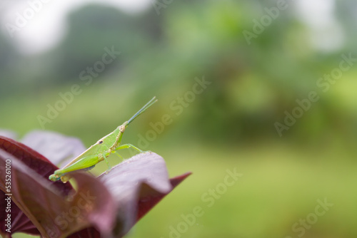 A green grasshopper with the scientific name Acrida Cinerea perched on a purple spinach leaf. photo