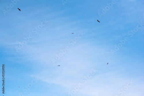 birds fly high in the blue sky with white clouds