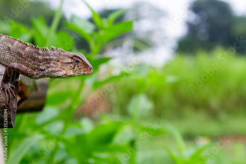 Close-up photo of the brown garden lizard. This species is mostly found near rice fields on the Asian continent.