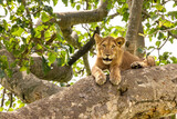 Juvenile lion in a tree. The Ishasha sector of Queen Elizabeth National Park is famous for the tree climbing lions, who climb to escape heat and insects, and have a clear vantage point. Uganda