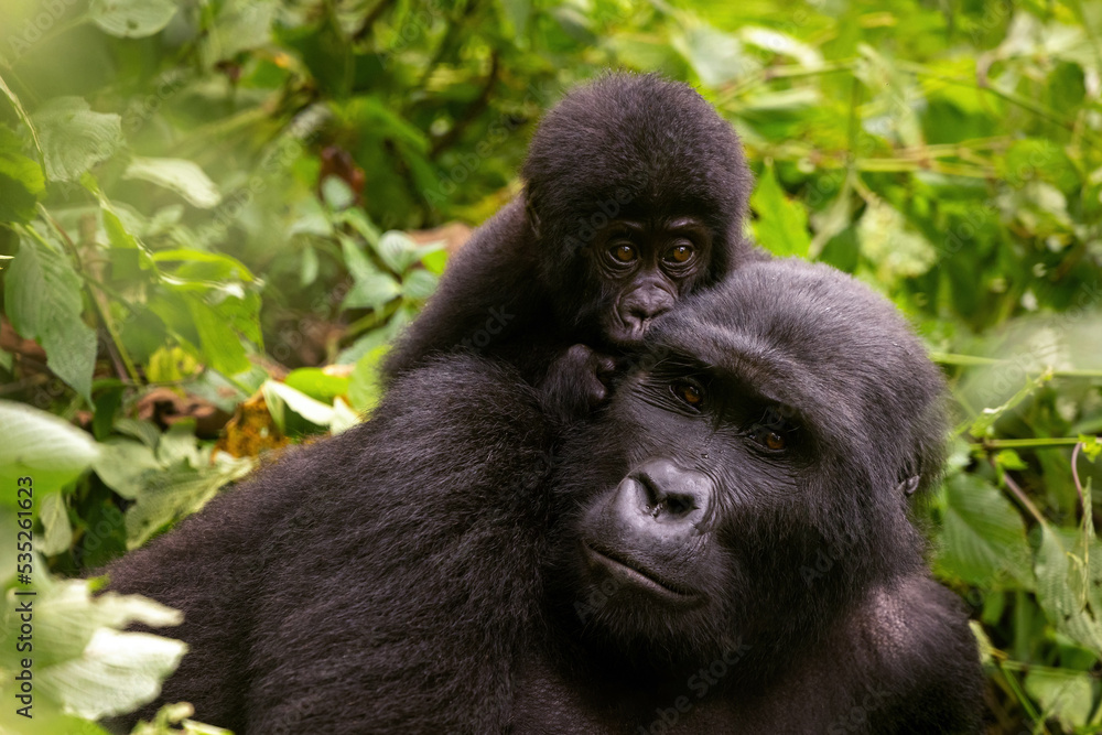 Adult female gorilla with baby, Gorilla beringei beringei, in the lush foliage of the Bwindi Impenetrable forest, Uganda. Members of the Muyambi family habituated group of the conservation programme Adult female gorilla with baby, Gorilla beringei beringei, in the lush foliage of the Bwindi Impenetrable forest, Uganda. Members of the Muyambi family habituated group of the conservation programme