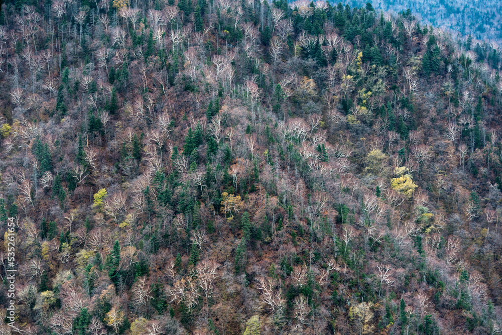 Colorful autumn trees in China Colorful autumn trees in China