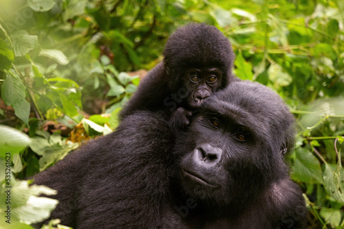Adult female gorilla with baby, Gorilla beringei beringei, in the lush foliage of the Bwindi Impenetrable forest, Uganda. Members of the Muyambi family habituated group of the conservation programme © Rixie