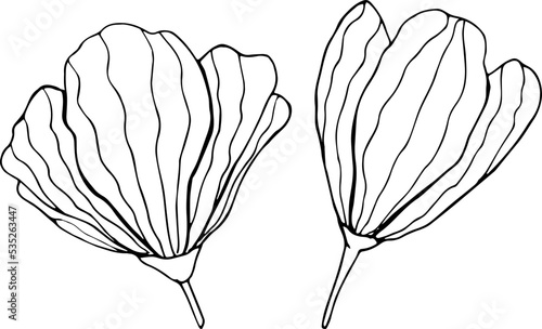 Two hand drawn flowers on white background. One line contour floral drawing. Vector illustration