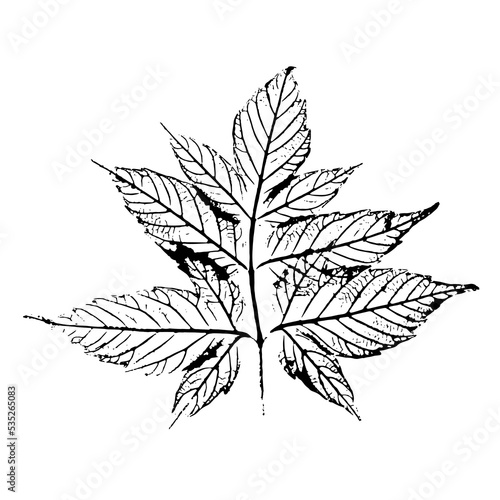 Maple ash leaf. Ink print with natural texture. Vector image isolated on white background.