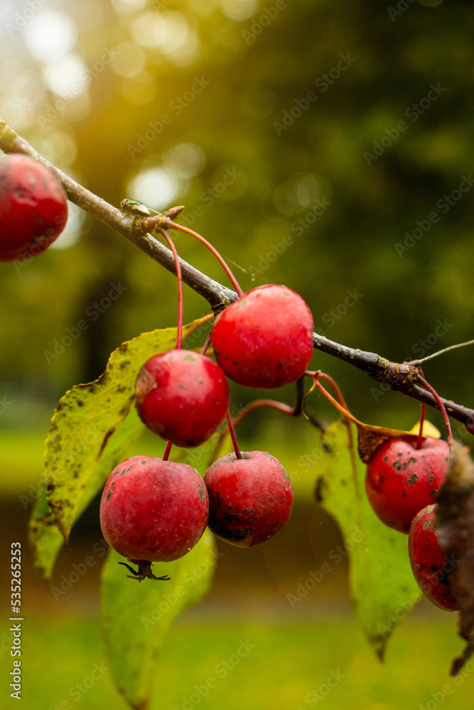 red small apples on a tree red small apples on a tree