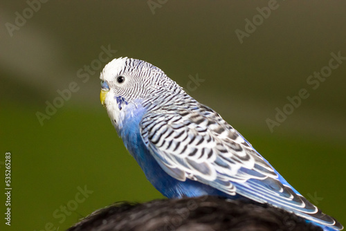 Blue budgerigar sits on its head