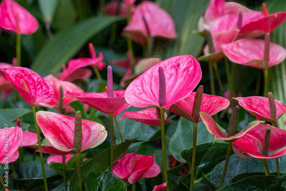 Painter's-palette flowers. Anthurium andraeanum. Sweet dream variety. Painter's-palette flowers. Anthurium andraeanum. Sweet dream variety.