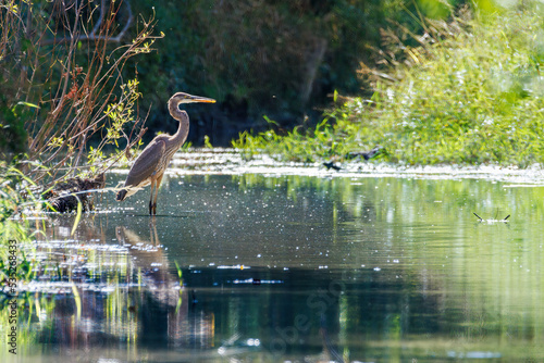 Fotografie Great Blue Heron