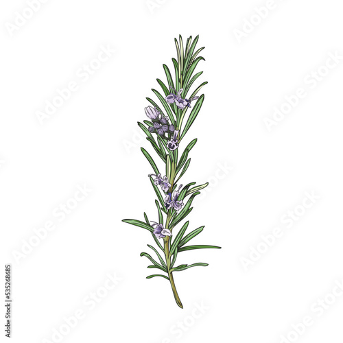 Rosemary herb decorative design element sketch vector illustration isolated.