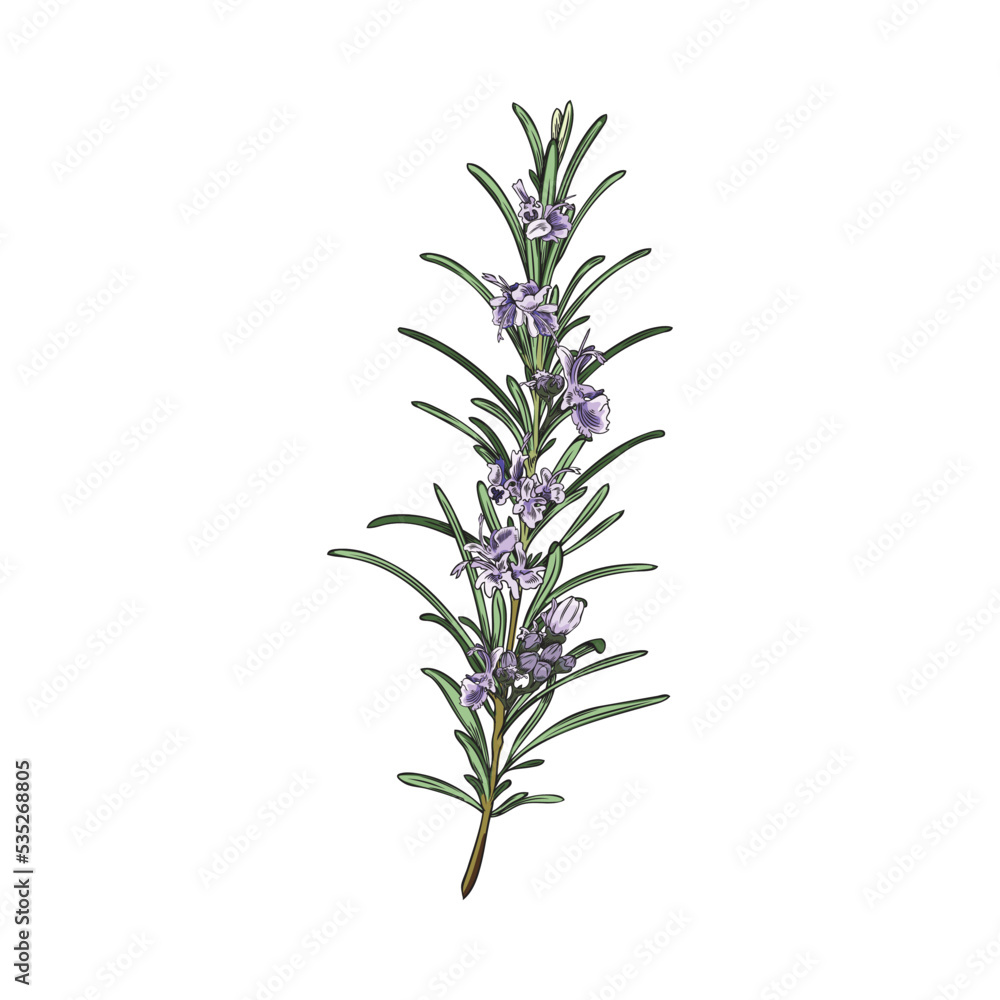 Obraz premium Hand drawn colorful sprig of rosemary with purple flowers sketch style