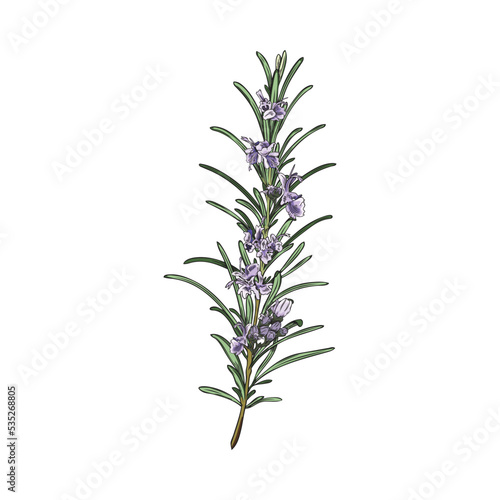Hand drawn colorful sprig of rosemary with purple flowers sketch style