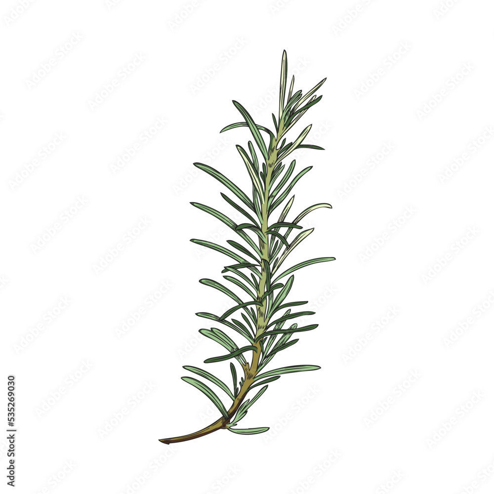 Hand drawn green twig of rosemary plant sketch style, vector illustration Hand drawn green twig of rosemary plant sketch style, vector illustration
