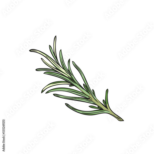 Hand drawn rosemary decorative element sketch vector illustration isolated.
