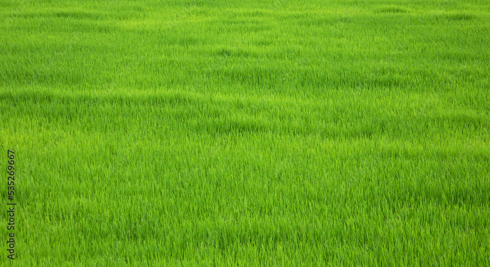 Rice field green, natural green background, green rice, rice seedlings Rice field green, natural green background, green rice, rice seedlings
