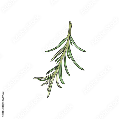 Green hand drawn rosemary twig sketch style  vector illustration