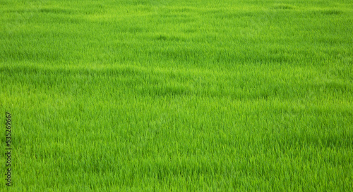 Rice field green, natural green background, green rice, rice seedlings