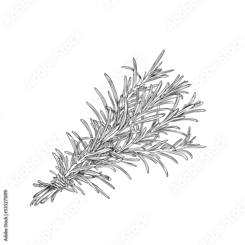 Bunch of rosemary herb hand drawn engraving vector illustration isolated.