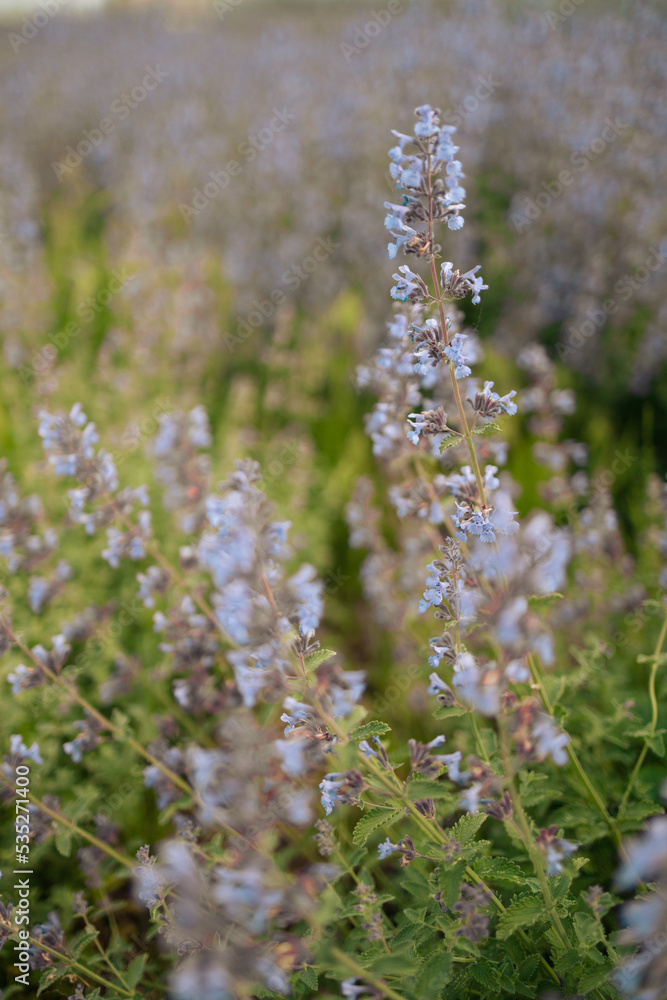 Floral summer spring background.Flowers close-up in a field on nature on a dark blue green background in evening at sunset. C Floral summer spring background.Flowers close-up in a field on nature on a dark blue green background in evening at sunset. C