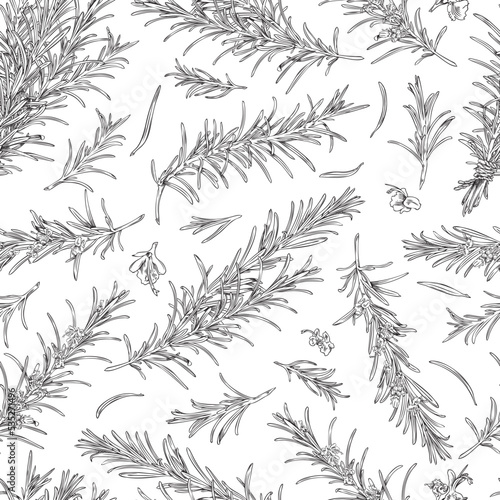 Rosemary branches and flowers seamless pattern, sketch vector illustration on white background.