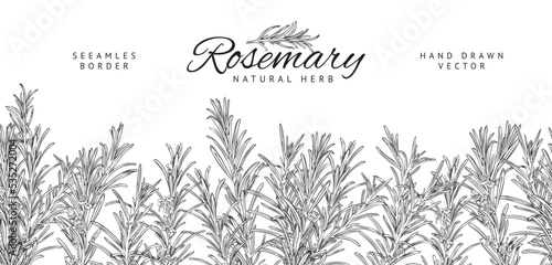 Rosemary herbs seamless border design, sketch vector illustration isolated.