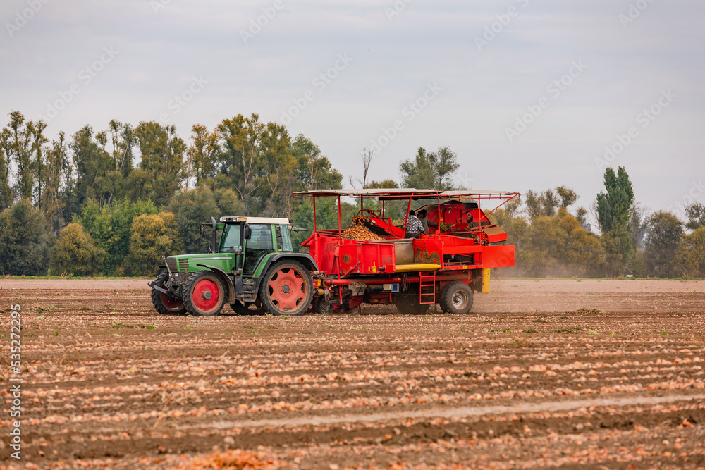 Fototapeta premium A tractor with an onion harvester harvesting onions in an onion field