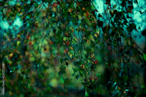 Birch branches of an unnatural emerald color. Foliage and branches background.
