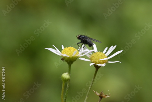 Fly on a Flower, insect, macro © Auslander86