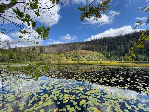 Auf dem Huzenbacher See in Baiersbronn wachsen Seerosen. Der See ist oberhalb des Baiersbronner Ortsteils Huzenbach und zu Fuß erreichbar.