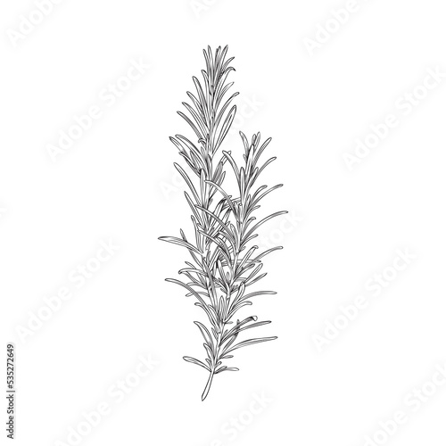 Fresh rosemary herb in hand drawn engraving vector illustration on white.